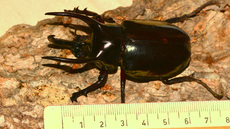 Dreihornkäfer (01).jpg